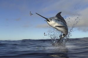Kecepatan Luar Biasa Ikan Marlin dalam 5 Detik