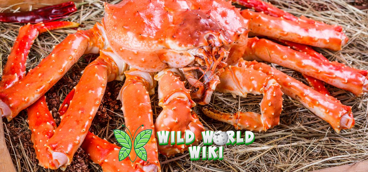 Kepiting Alaska Raja Laut Utara yang Bikin Penasaran! 1 Kepiting Alaska Raja Laut Utara yang Bikin Penasaran!