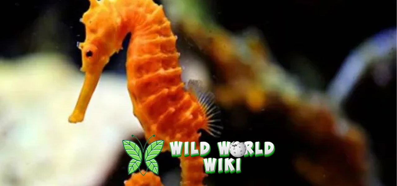 Kuda Laut Makhluk Laut ke2 Aneh yang Memikat Hati!