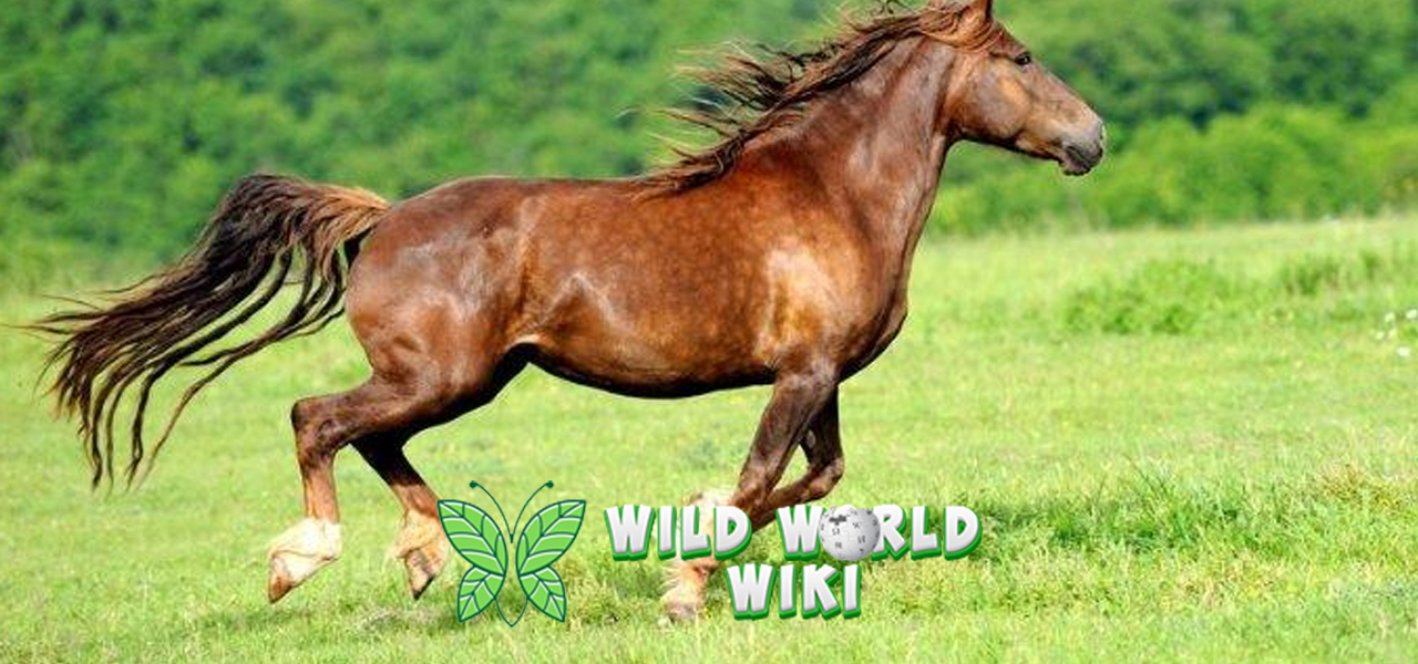 Kuda Hewan Perkasa dengan Keanggunan yang Memukau!