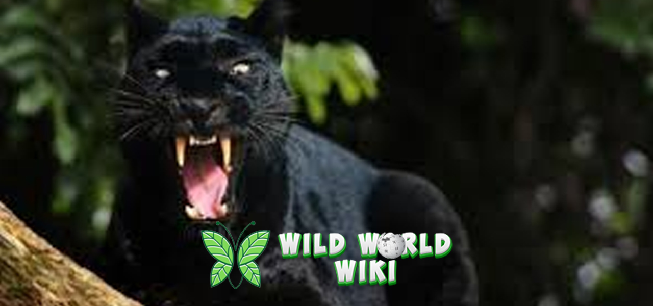 Macan Hitam dan 2 Perilaku Uniknya di Alam Liar 3 Macan Hitam dan 2 Perilaku Uniknya di Alam Liar