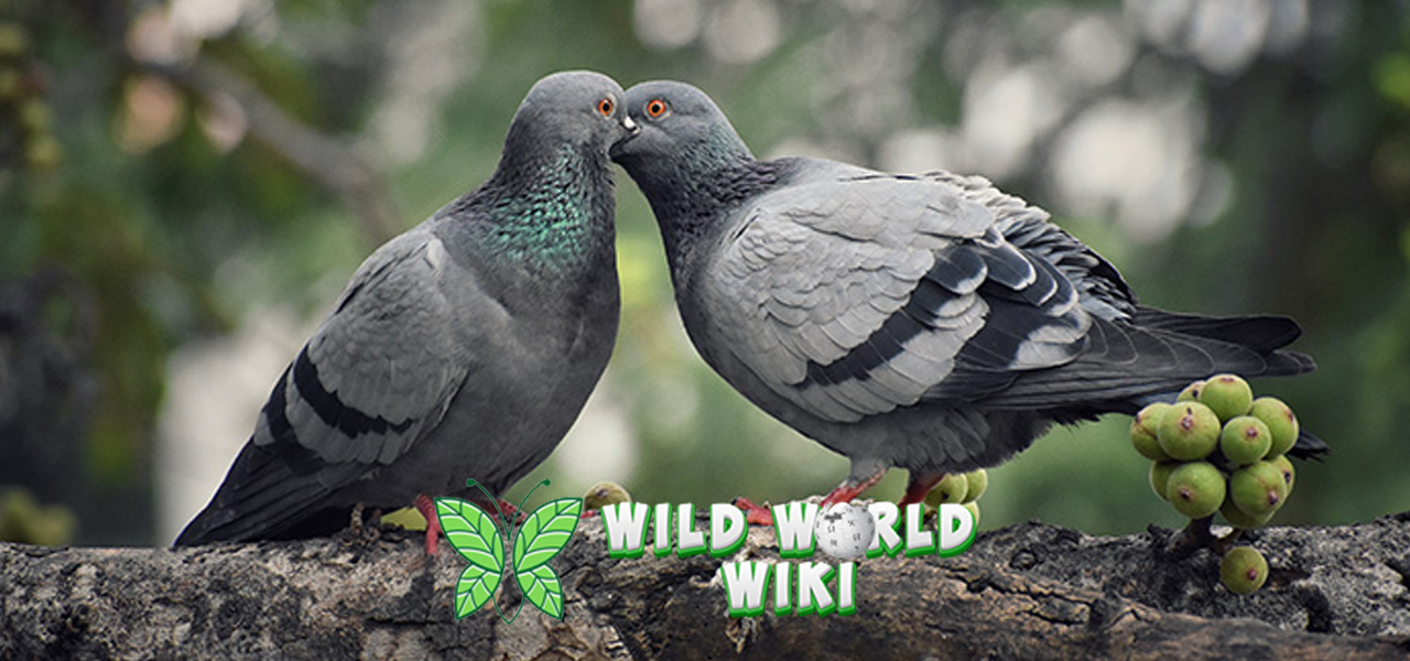 Hewan Burung Merpati dan 7 Aspek Unik Perlu Dipahami