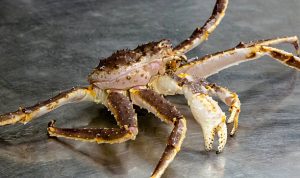 Kepiting Alaska Raja Laut Utara yang Bikin Penasaran! 2 Kepiting Alaska Raja Laut Utara yang Bikin Penasaran!Kepiting Alaska Raja Laut Utara yang Bikin Penasaran!