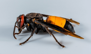 Keunikan Hewan Tawon dalam 5 Bocoran Mengejutkan