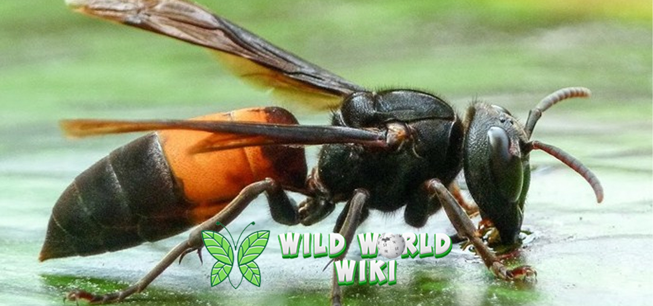 Keunikan Hewan Tawon dalam 5 Bocoran Mengejutkan