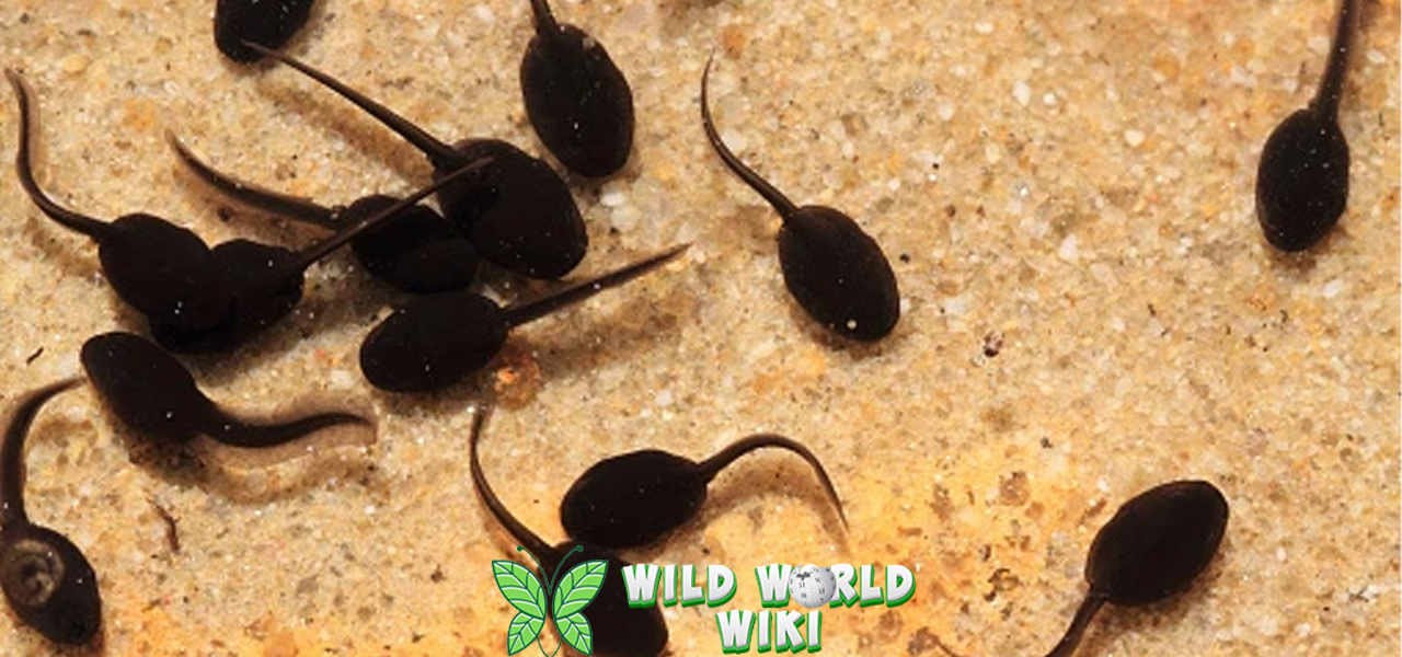 Berudu Makhluk2 Mini dengan Peran Besar 3 Berudu Makhluk2 Mini dengan Peran Besar