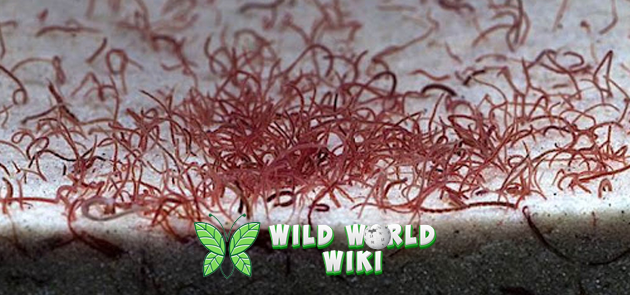 Cacing Sutra dan 6 Cantik Pentingnya di Ekosistem 3 Cacing Sutra dan 6 Cantik Pentingnya di Ekosistem