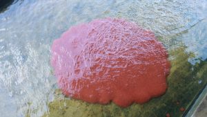 Cacing Sutra dan 6 Cantik Pentingnya di Ekosistem