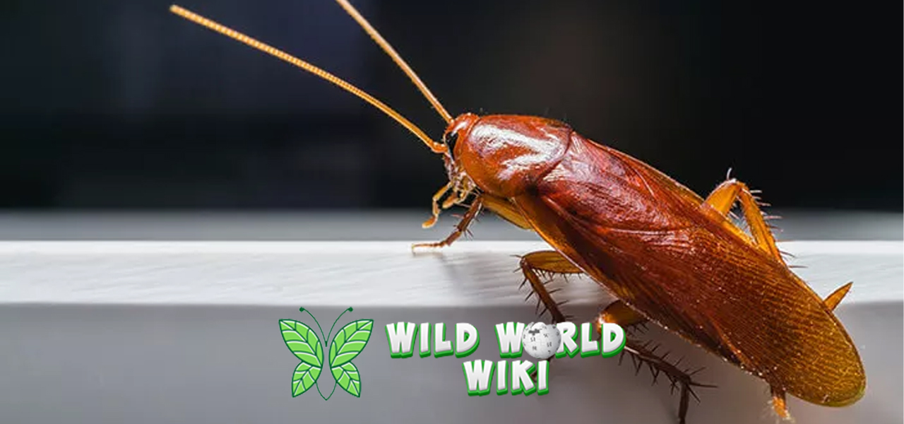 Kecoa dan Rahasia Tangguhnya Selama 250 Juta Tahun 3 Kecoa dan Rahasia Tangguhnya Selama 250 Juta Tahun