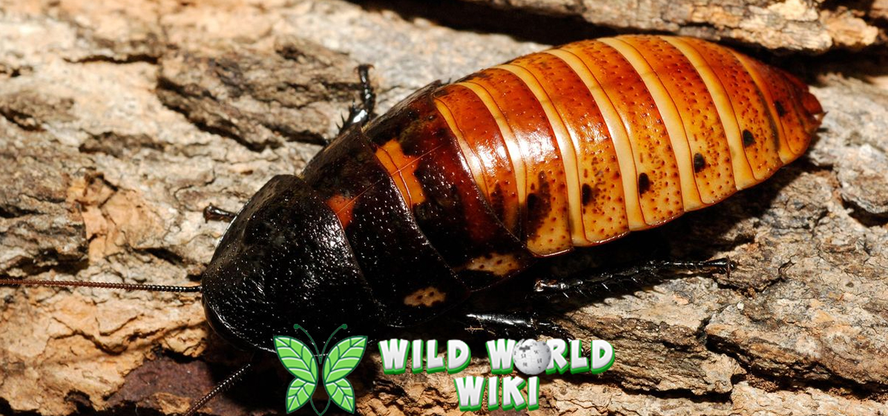 Kecoak Jepang 14 Misteri Serangga dari Negeri Sakura 3 Kecoak Jepang 14 Misteri Serangga dari Negeri Sakura