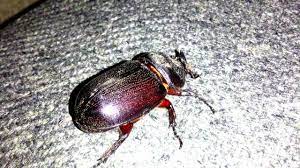 Kumbang Kayu dan Perannya dalam 1 Ekosistem 4 Kumbang Kayu dan Perannya dalam 1 Ekosistem