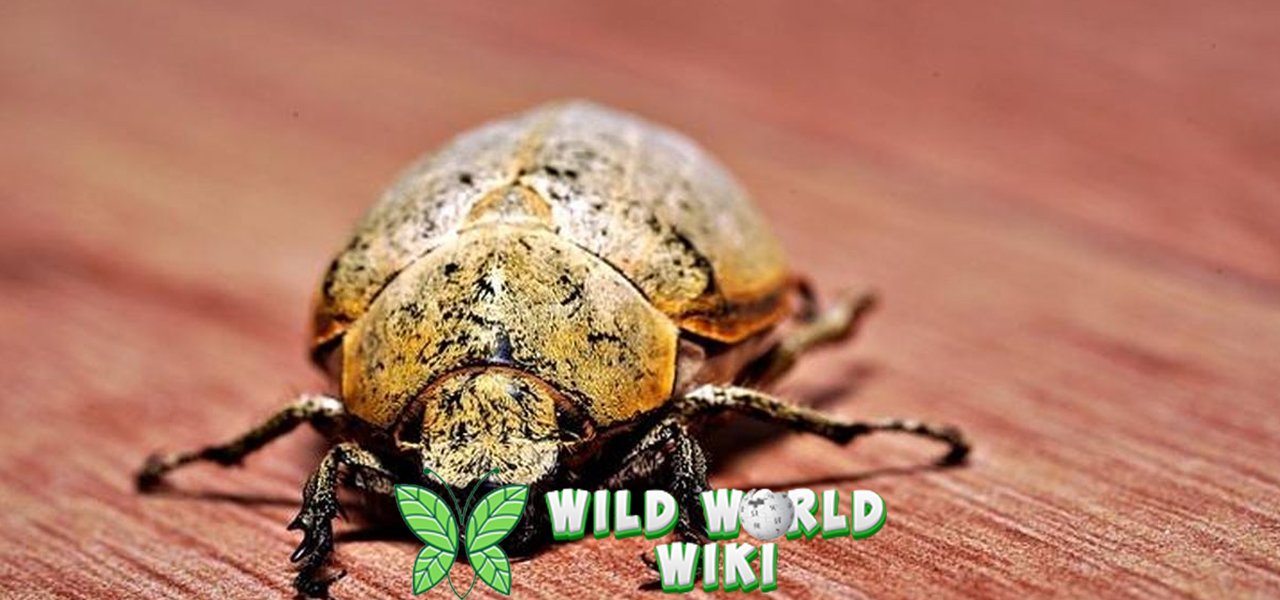 Kumbang Kayu dan Perannya dalam 1 Ekosistem 3 Kumbang Kayu dan Perannya dalam 1 Ekosistem