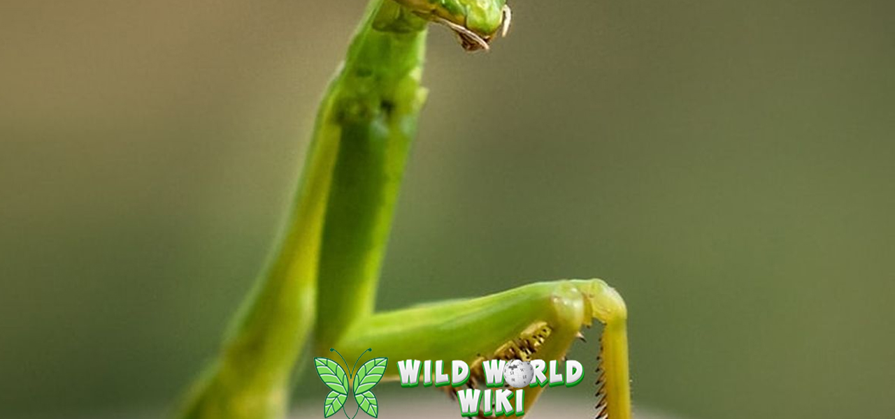 Cengcorang Belalang 1 Kecil yang Penuh Pesona 3 Cengcorang Belalang 1 Kecil yang Penuh Pesona