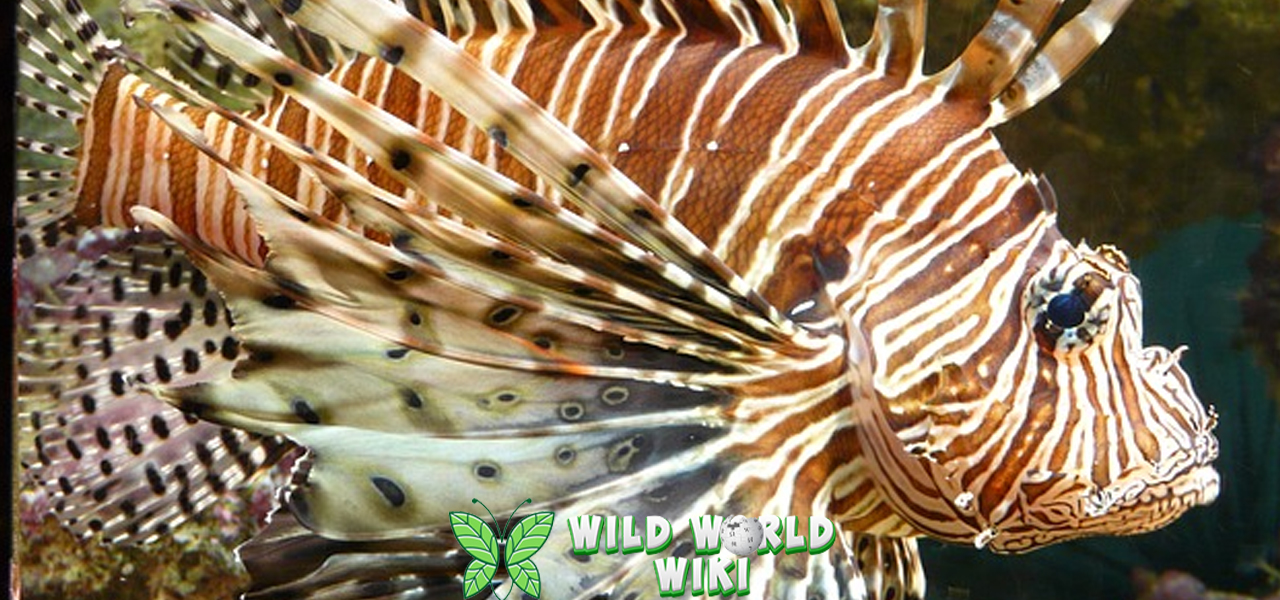 Ikan Singa Keindahan dan Bahaya di 1 Tubuh 3 Ikan Singa Keindahan dan Bahaya di 1 Tubuh