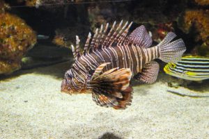 Ikan Singa Keindahan dan Bahaya di 1 Tubuh 4 Ikan Singa Keindahan dan Bahaya di 1 Tubuh