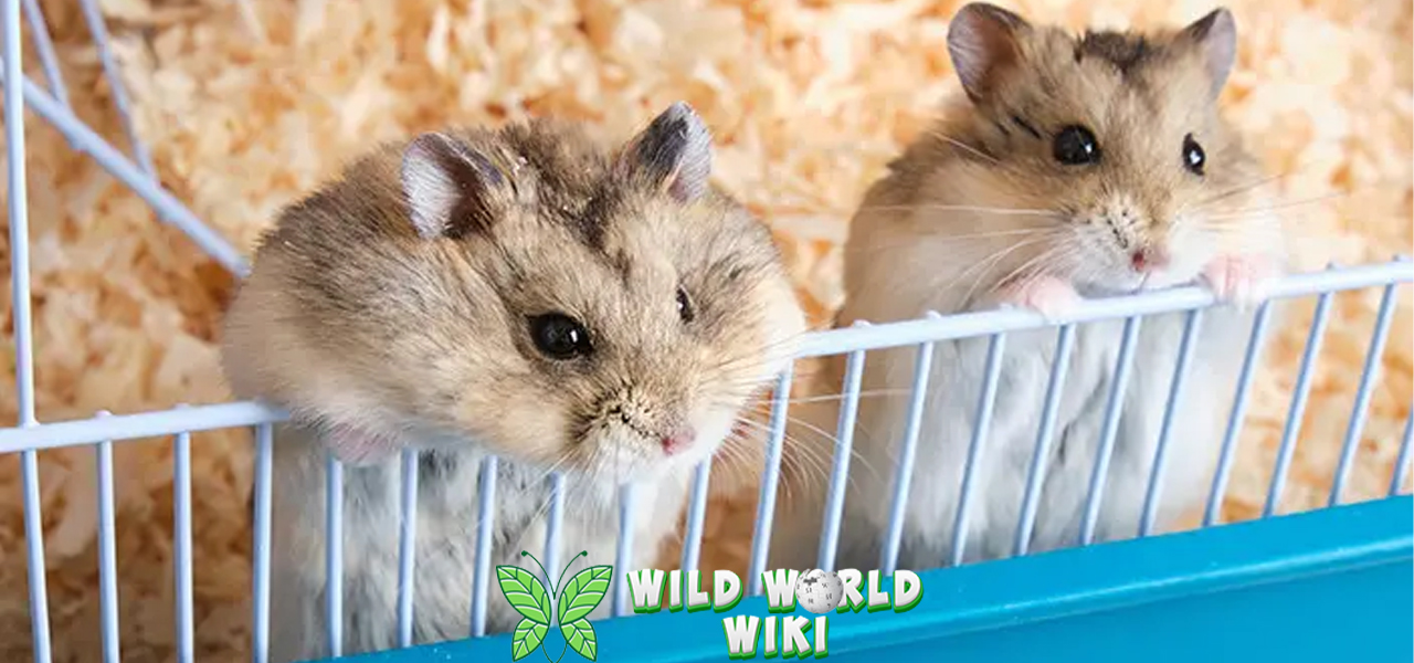 Hamster Teman2 Mini Penuh Keceriaan di Rumah 3 Hamster Teman2 Mini Penuh Keceriaan di Rumah