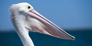 Burung Pelikan Sang Penyelam Abadi di Dunia 20 Burung 4 Burung Pelikan Sang Penyelam Abadi di Dunia 20 Burung