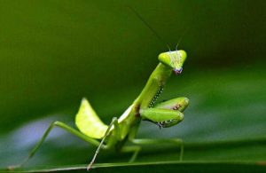 Cengcorang Belalang 1 Kecil yang Penuh Pesona 4 Cengcorang Belalang 1 Kecil yang Penuh Pesona