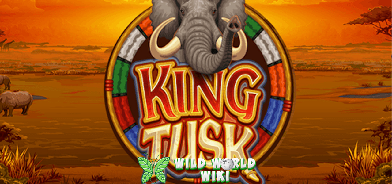 Slot Online King Tusk Ekspedisi Hutan2 Penuh Kejutan 3 Slot Online King Tusk Ekspedisi Hutan2 Penuh Kejutan