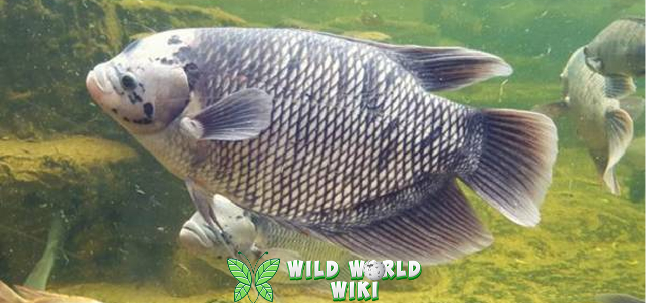 Ikan Gurame 5 Raja Air Tawar yang Paling Cantik 3 Ikan Gurame 5 Raja Air Tawar yang Paling Cantik