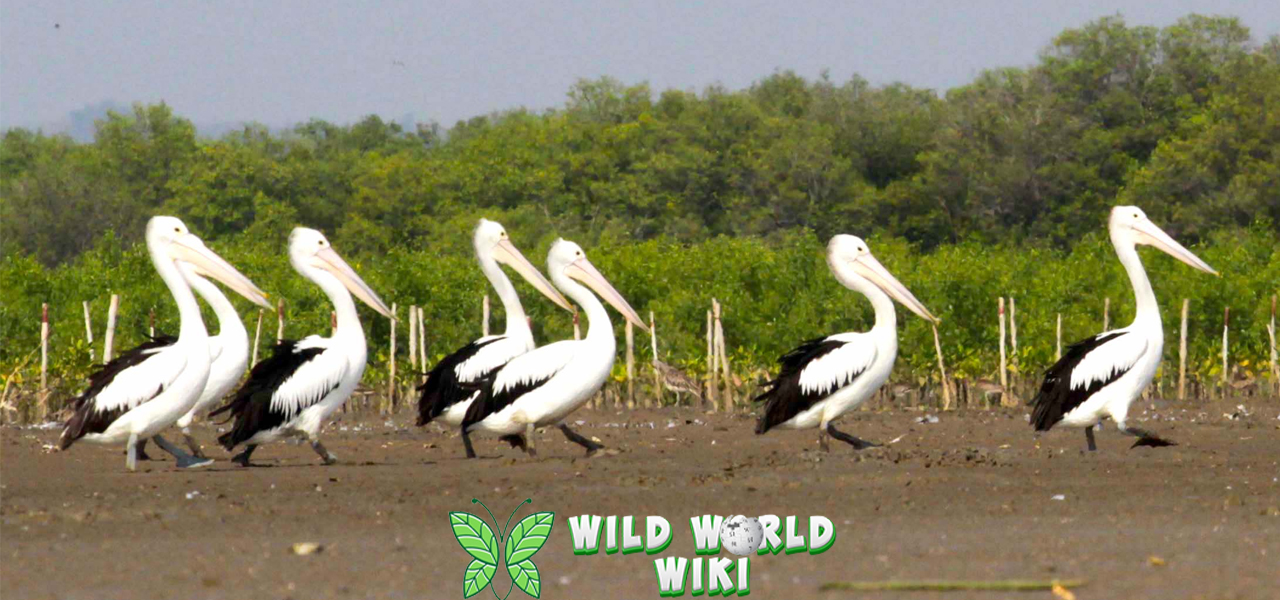 Burung Pelikan Sang Penyelam Abadi di Dunia 20 Burung 3 Burung Pelikan Sang Penyelam Abadi di Dunia 20 Burung