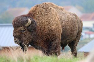Bison dan 7 Peran Penting dalam Alam Liar! 4 Bison dan 7 Peran Penting dalam Alam Liar!