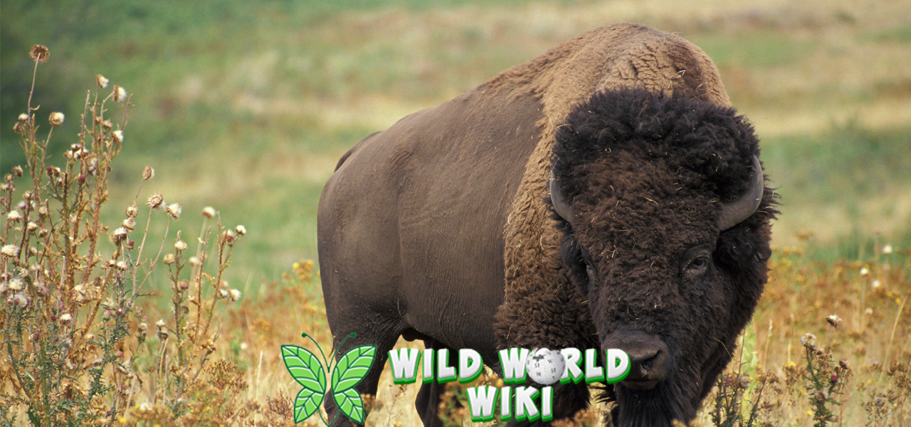 Bison dan 7 Peran Penting dalam Alam Liar! 3 Bison dan 7 Peran Penting dalam Alam Liar!