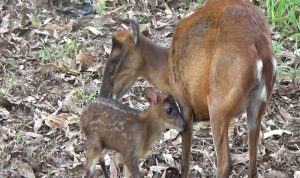 Kijang Hewan 20 Eksotis dalam Karisma Tak Tertandingi 4 Kijang Hewan 20 Eksotis dalam Karisma Tak Tertandingi