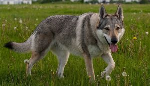 Serigala 12 Predator Cerdas dan Misterius di Alam Liar 4 Serigala 12 Predator Cerdas dan Misterius di Alam Liar