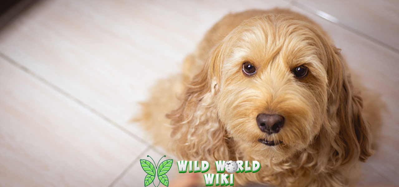 Cockapoo Anjing Pintar unik 11 Menggemaskan 3 Cockapoo Anjing Pintar unik 11 Menggemaskan