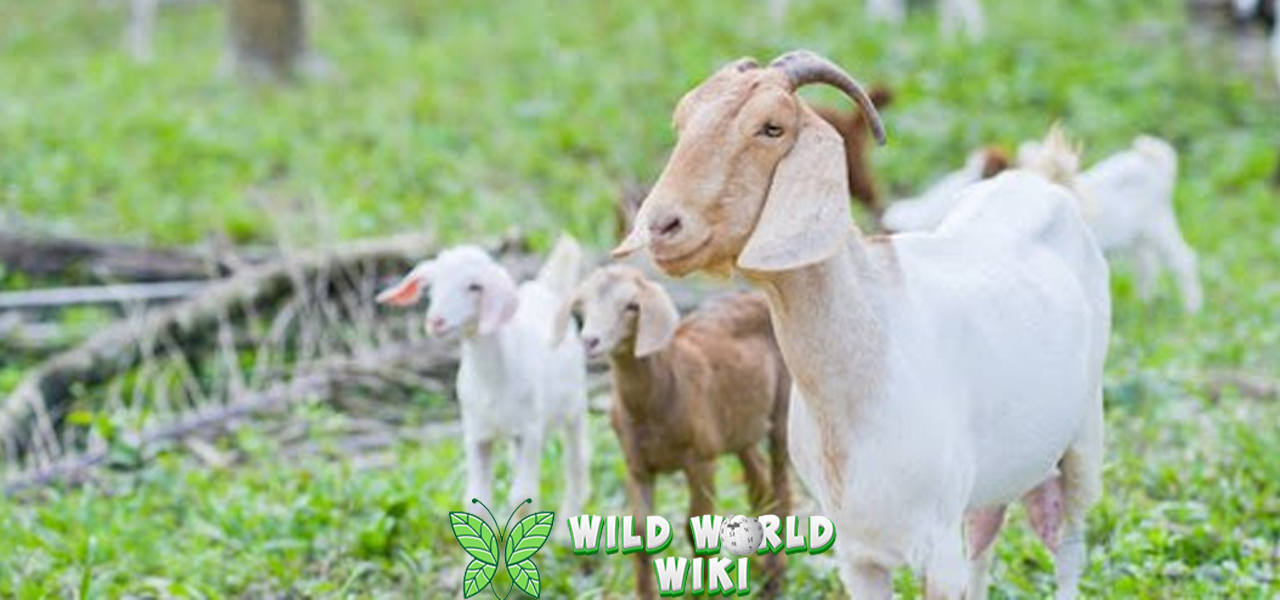 Kambing Hewan Penuh Pesona dan 20 Manfaat