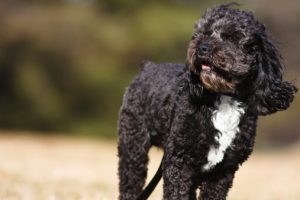 Cockapoo Anjing Pintar unik 11 Menggemaskan