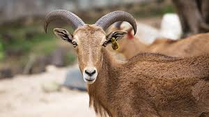 Kambing Hewan Penuh Pesona dan 20 Manfaat
