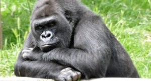 Gorila dalam 5 Perspektif yang Bikin Terpesona 4 Gorila dalam 5 Perspektif yang Bikin Terpesona