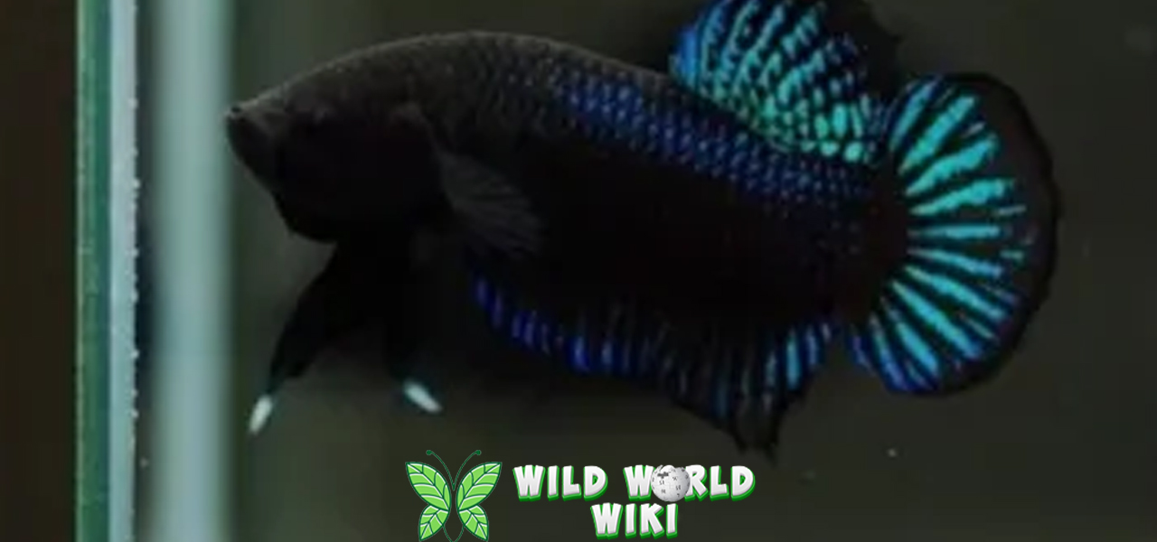 Ikan Cupang Serangan 4 Warna dan Gerakannya 3 Ikan Cupang Serangan 4 Warna dan Gerakannya