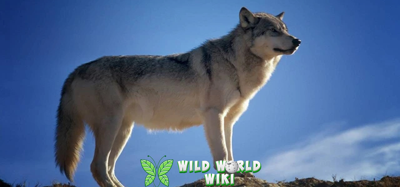 Serigala 12 Predator Cerdas dan Misterius di Alam Liar 3 Serigala 12 Predator Cerdas dan Misterius di Alam Liar