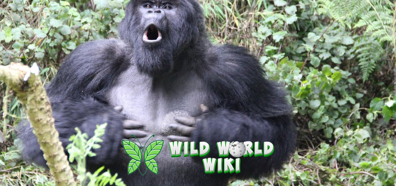 Gorila dalam 5 Perspektif yang Bikin Terpesona 3 Gorila dalam 5 Perspektif yang Bikin Terpesona