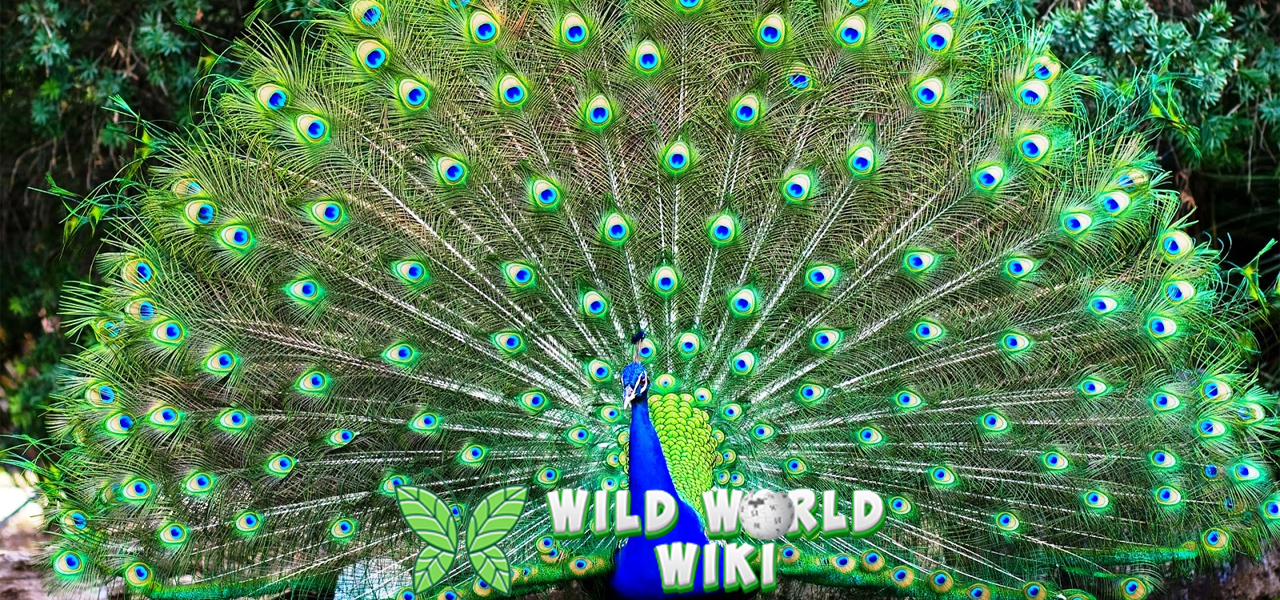 Burung Merak 5 Misteri dan Keindahan yang Memukau 3 Burung Merak 5 Misteri dan Keindahan yang Memukau