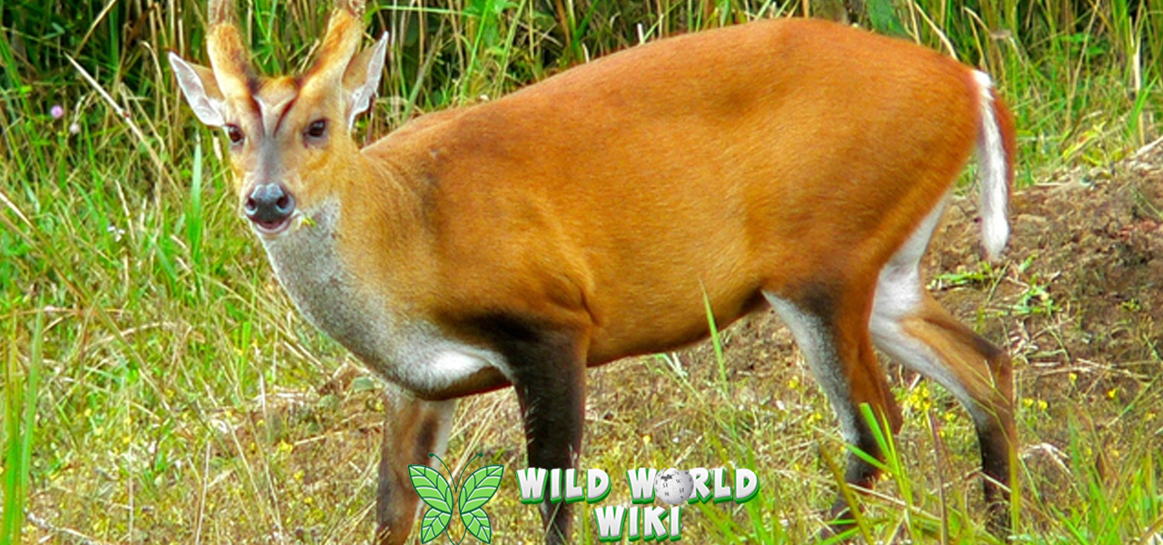 Kijang Hewan 20 Eksotis dalam Karisma Tak Tertandingi 3 Kijang Hewan 20 Eksotis dalam Karisma Tak Tertandingi