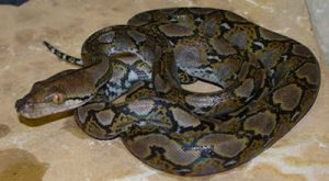 Ular Piton Batik dan 5 Keajaiban Alam yang Tersembunyi 4 Ular Piton Batik dan 5 Keajaiban Alam yang Tersembunyi