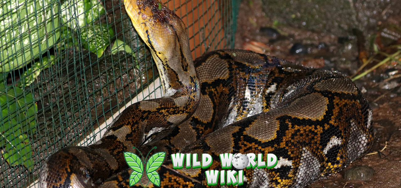 Ular Piton Batik dan 5 Keajaiban Alam yang Tersembunyi 3 Ular Piton Batik dan 5 Keajaiban Alam yang Tersembunyi