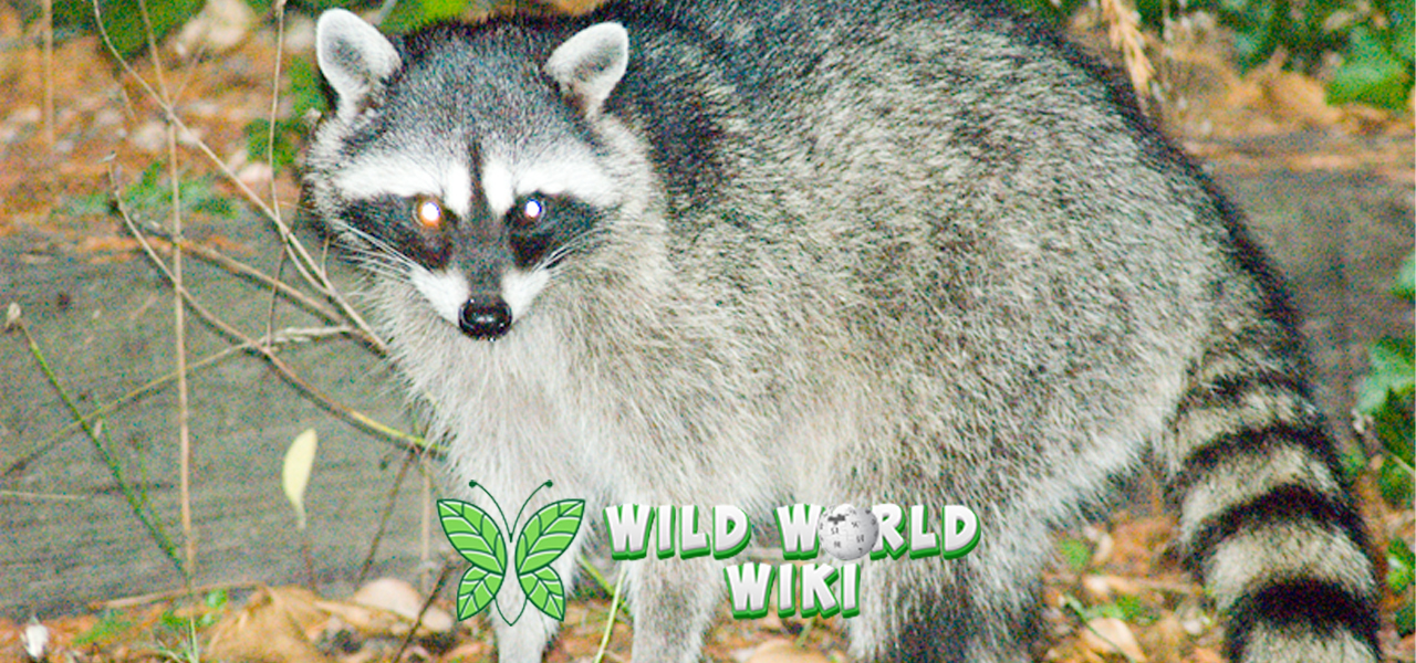 Rakun Si Pencuri Cerdas dengan 5 Kebiasaan Menarik 3 Rakun Si Pencuri Cerdas dengan 5 Kebiasaan Menarik