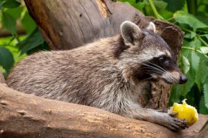 Rakun Si Pencuri Cerdas dengan 5 Kebiasaan Menarik 4 Rakun Si Pencuri Cerdas dengan 5 Kebiasaan Menarik