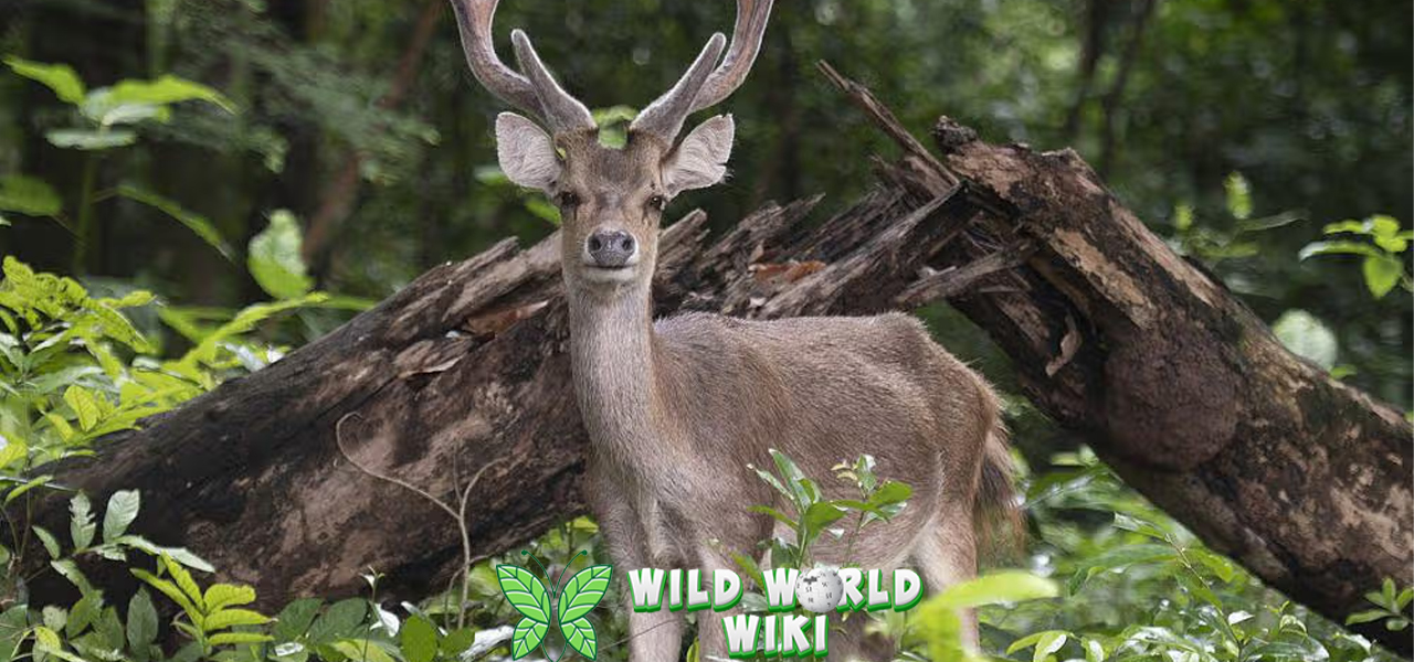 Rusa Si Penjelajah 20 Hutan yang Memikat Hati 3 Rusa Si Penjelajah 20 Hutan yang Memikat Hati