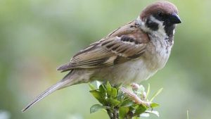 Meski Kecil Burung Gereja Punya 8 Sisi Mengagumkan