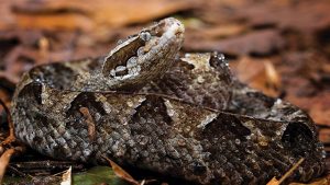 Keunikan Ular Tanah 2 Realita baru Perlu Kamu Tahu