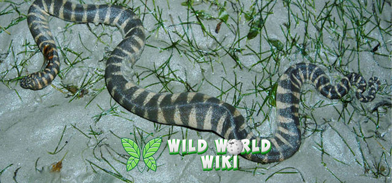 Ular Kadut dan 4 Misteri Alam yang Belum Terpecahkan