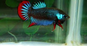 Ikan Cupang Serangan 4 Warna dan Gerakannya 4 Ikan Cupang Serangan 4 Warna dan Gerakannya