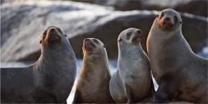 Singa Laut 10 Perilaku Unik yang Bikin Penasaran 4 Singa Laut 10 Perilaku Unik yang Bikin Penasaran