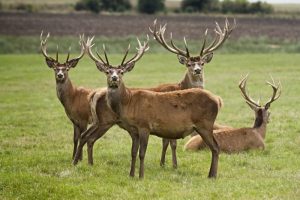 Rusa Si Penjelajah 20 Hutan yang Memikat Hati 4 Rusa Si Penjelajah 20 Hutan yang Memikat Hati